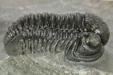 Detailed Gerastos Trilobite Fossil - Morocco #377248-1